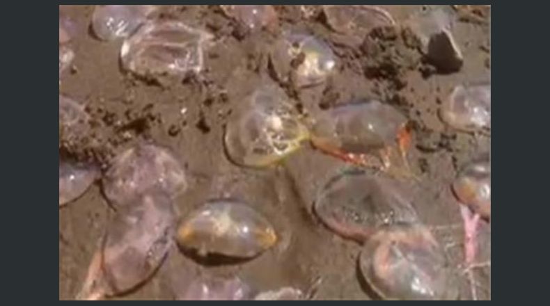 Una invasión de tapiocas inunda las playas de Pinamar y Villa Gesell: qué son y cómo combatirlas