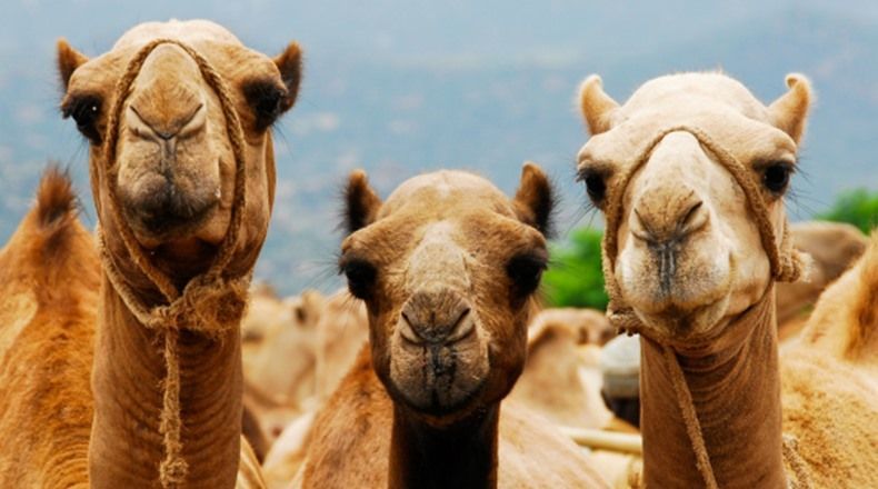 El nuevo desafío que sorprende a todos: ¿Cuántos camellos ves en la foto?