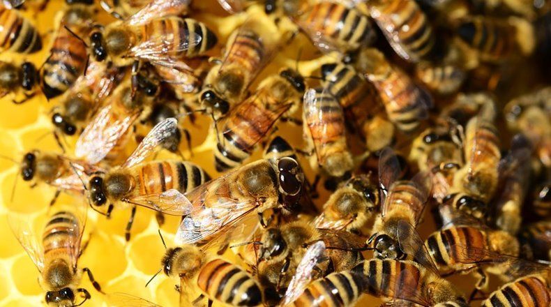 ¿Te dejarías picar por abejas para lucir más joven?
