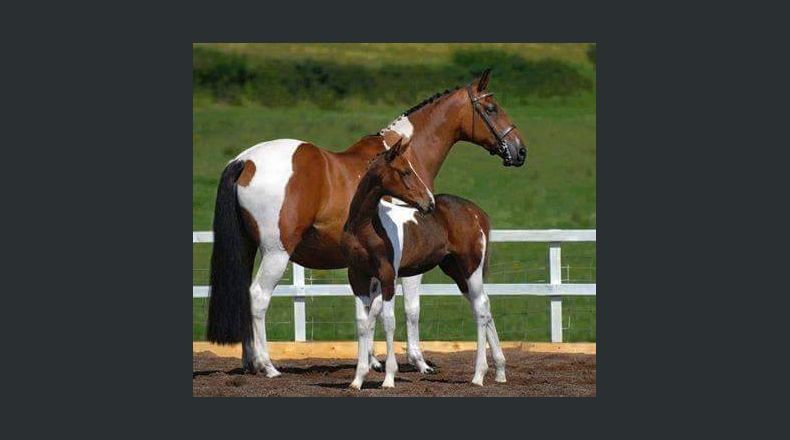 Maecenas eget mattis erat