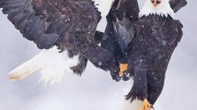 Maecenas eget mattis erat