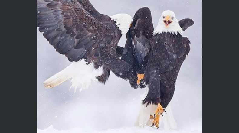 Maecenas eget mattis erat